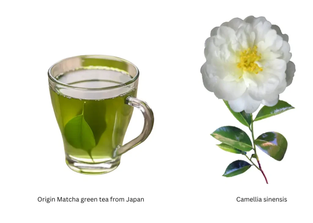 Origin of matcha green tea from japan 